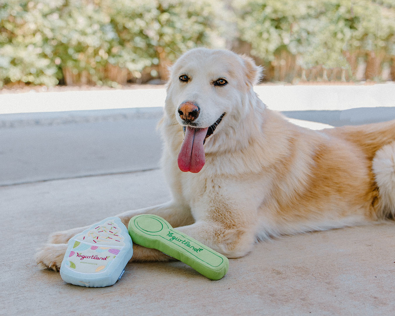 Treat your furry friend to these toys on National Puppy Day